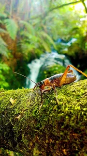 Diese Langfühlerheuschrecke, auch Weta genannt, hat eine besondere Strategie entwickelt, sich vor Feinden in Sicherheit zu bringen: Bei Gefahr springt sie ins nächste Gewässer und taucht unter. Die Weta kann über 5 Minuten die Luft anhalten und taucht wieder auf, sobald die Gefahr vorüber ist.