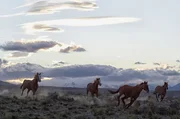 Domestizierte Wildpferde in der Andenlandschaft im argentinischen Calafate.