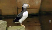 Die Papgeientaucher halten immer Ausschau nach Leckereien. Die Papgeientaucher halten immer Ausschau nach Leckereien.