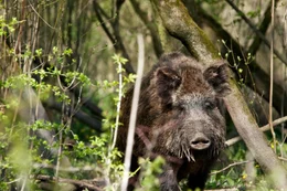 Wildschwein.