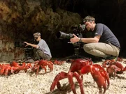 Die Kameraleute Sophie Darlington und Ryan Atkinson lagen genau rechtzeitig auf der Lauer, um die gro&szlig;e Wanderung der Weihnachtsinsel-Krabben zu filmen.