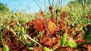 Sonnentau. Die fleischfressende heimische Moorpflanze lockt Insekten mit ihren Nektartr&ouml;pfchen an.