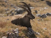 Wer in dieser Wildnis überleben will, muss perfekt an seine Umwelt angepasst sein. Im Bild: ein Steinbock.