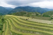 Vietnam ist eines der wichtigsten Reisanbauländer der Welt. Vietnam ist eines der wichtigsten Reisanbauländer der Welt.