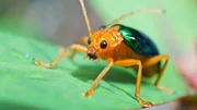 Macro shot of a bombardier beetle on leaf.