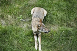 Ein Wolfsr&uuml;de aus dem Nationalpark Bayerischer Wald im Tierfreigel&auml;nde des Hauses zur Wildnis in Ludwigsthal.