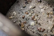 Diese markierten Flussperlmuscheln werden nach ihrer Aufzucht in der Maltsch in Oberösterreich ausgesetzt.