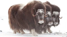 muskox muskox