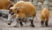 Entgegen aller Erwartungen gab es bei Familie Warzenschwein erneut Nachwuchs. - Mutter Dagamba mit Nachwuchs Tonka im Zoo Berlin. Entgegen aller Erwartungen gab es bei Familie Warzenschwein erneut Nachwuchs. - Mutter Dagamba mit Nachwuchs Tonka im Zoo Berlin.