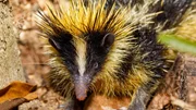 Endemic animal tailless tenrec, Tenrec ecaudatus, also known as the common tenrec.