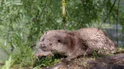 Der Fischotter meidet in der Regel Unterführungen. Straßen wiederum sind Todesfallen für die Marder. Nun sollen ihm spezielle Otterbrücken helfen.
