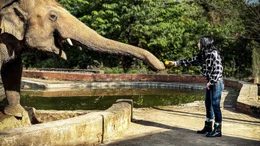 Elefant Kaavan und Cher