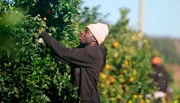 Seydou aus Mali bei der Orangenernte in Süditalien.