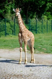 Uganda-Giraffe Lotti hat einen gesunden Bullen namens Eric zur Welt gebracht! Damit ist die Herde im Tierpark inzwischen auf zehn Tiere angewachsen.