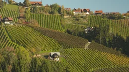 Weing&auml;rten im Schilcherland.