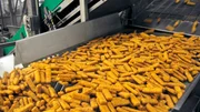 Fischstäbchenproduktion bei Frosta