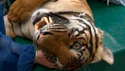 Zoo Berlin: Tigerin Thaya unter Narkose Zoo Berlin: Tigerin Thaya unter Narkose
