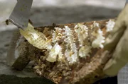 Bienenwaben auf dem Holzdeckel des Bienenstockstamms der Dunklen Honigbiene