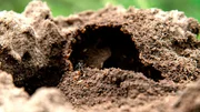 Ein Termitenhügel wird von den Termiten verschlossen. Aus Speichel, Kot und Sand entsteht eine Masse, die nach der Trocknung hart wie Beton wird. Eine Matabele Ameise lauert am Loch um eine Termite zu schnappen. Ein Termitenhügel wird von den Termiten verschlossen. Aus Speichel, Kot und Sand entsteht eine Masse, die nach der Trocknung hart wie Beton wird. Eine Matabele Ameise lauert am Loch um eine Termite zu schnappen.