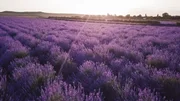 Traditionell wird in der Provence Lavendel f&uuml;r die Parf&uuml;mherstellung angebaut.