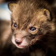 Fuchsjunges im Alter von fast 4 Wochen.