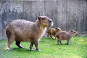 Wasserschwein Mutter Lucia und ihre drei Kinder dürfen das erste Mal auf die Außenanlage. Vater Philippe ist schon ganz aufgeregt, denn er hat seine Kinder noch nicht gesehen. Am Teich wartet schon Tante Elena mit ihren zwei Kindern. Wasserschwein Mutter Lucia und ihre drei Kinder dürfen das erste Mal auf die Außenanlage. Vater Philippe ist schon ganz aufgeregt, denn er hat seine Kinder noch nicht gesehen. Am Teich wartet schon Tante Elena mit ihren zwei Kindern.