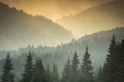Nebel über den Wäldern Transsilvanien.