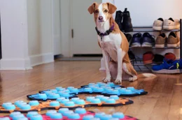 Social-Media-Hype oder Revolution in der Beziehung zwischen Mensch und Tier? Hund Parker verst&auml;ndigt sich per Soundboard mit Menschen.