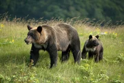Ein weiblicher Braunb&auml;r mit einem ihrer Jungen. Shiretoko-Halbinsel, Hokkaido.