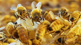 Bees