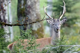Hirsch.