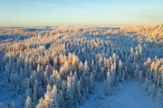 In n&ouml;rdlichen Breiten, wie in Finnland, dominieren Nadelb&auml;ume die Landschaft.