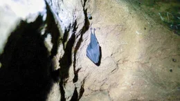 Die Drachenh&ouml;hle bei Mixnitz.