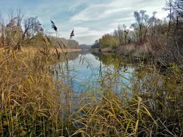 Donau-Altarm.