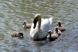 H&ouml;ckerschwan mit K&uuml;ken, Wiener Donauinsel.