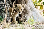 Löwenjunges im Katavi-Nationalpark: Die Kleinen müssen schnell lernen, wer Freund ist und wer Feind.
