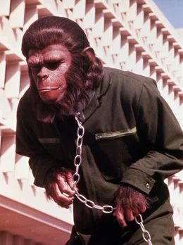 Nach au&szlig;en hin ein Sklave, bereitet C&auml;sar (Roddy Mcdowall) insgeheim den Aufstand der unterdr&uuml;ckten Affen gegen die Menschen vor ...