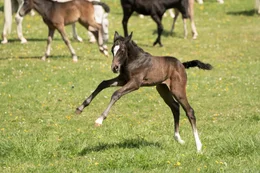 Lipizzaner-Fohlen.