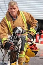 Dalmatiner mit Feuerwehrmann