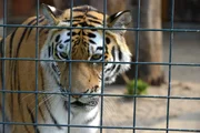 Im Alfred-Brehm-Haus des Berliner Tierparks herrscht noch Mittagsruhe im Revier der sibirischen Tiger. Das wird sich sehr bald ändern, denn hinter den Kulissen bereiten die Tierpflegerinnen Angelika Berkling und Petra Schröder eine Überraschung vor: Jutesäcke mit Holzwolle-Füllung. Während Tigervater Darius sich dem neuen Spielzeug eher vorsichtig nähert, gibt es nebenan kein Halten mehr. Die Tigervierlinge zeigen mit der Holzwolle, was eine sechzehnköpfige Rasselbande so alles drauf hat. - Tiger Darius.