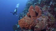 sponges on wall sponges on wall