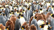 Königspinguine: Noch sind die Eltern da, doch im Frühling verlassen sie für Wochen ihre Jungen, um im offenen Meer auf Fischfang zu gehen.