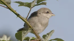 Neunt&ouml;ter Jungvogel.