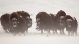 muskox muskox