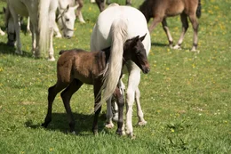 Lipizzaner-Fohlen.