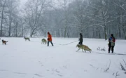 Spaziergang mit Wölfen im Schnee.