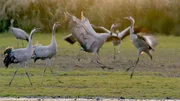 Kraniche begeben sich mit wilden Spr&uuml;ngen auf Partnersuche