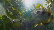 Schützenfische sind präzise beim Abschuss von Insekten; ihre Waffe ist ein Wasserstrahl.