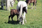 Lipizzaner-Fohlen.