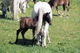 Lipizzaner-Fohlen.